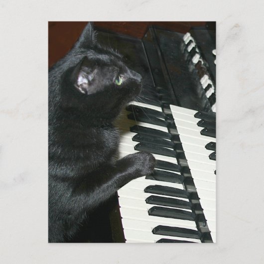 猫臓器後頭部 ポストカード (正面)