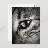 猫芸術的の目 ポストカード (正面/裏面)