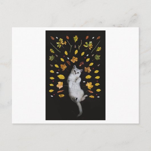 猫葉及び写真用はがき ポストカード (正面)