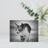 猫葉書 ポストカード (スタンド正面)