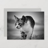 猫葉書 ポストカード (正面/裏面)