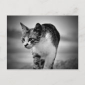 猫葉書 ポストカード (正面)