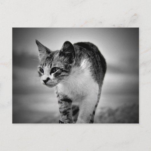 猫葉書 ポストカード (正面)