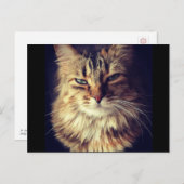 猫葉書（ポストクロッシング） ポストカード (正面/裏面)