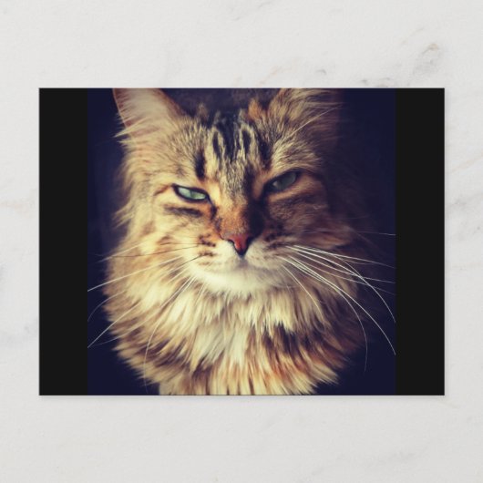 猫葉書（ポストクロッシング） ポストカード (正面)