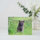 猫葉書 – The Gray Street ポストカード (スタンド正面)