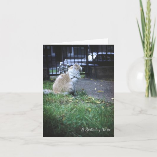 猫誕生日の願い サンキューカード (正面)