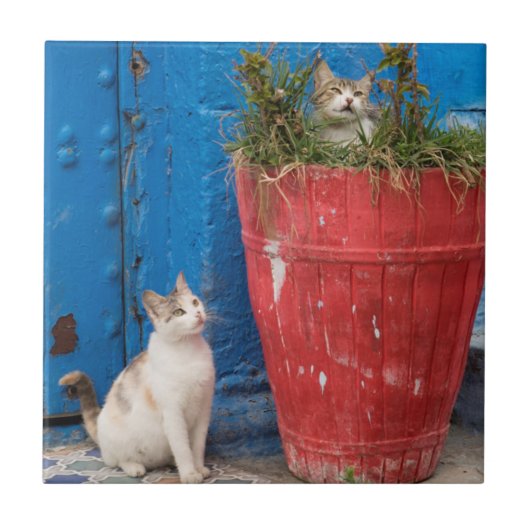 猫遊ズのまわりに、ラバト、モロッコ タイル (正面)