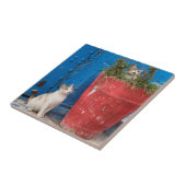 猫遊ズのまわりに、ラバト、モロッコ タイル (側面)