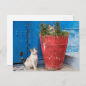 猫遊ズのまわりに、ラバト、モロッコ ポストカード (正面/裏面)