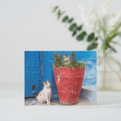 猫遊ズのまわりに、ラバト、モロッコ ポストカード (スタンド正面)