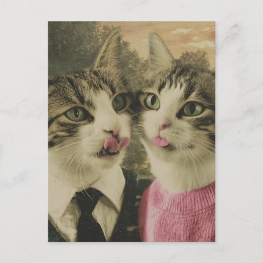 猫間抜け二匹 ポストカード (正面)