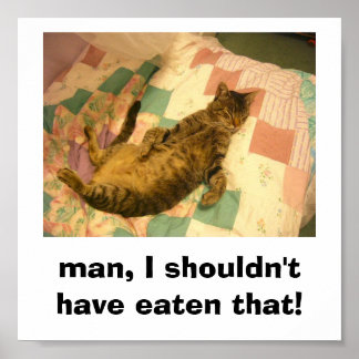 猫間抜け写真 ポスター