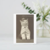 猫頭が切れるを着たヴィンテージ「セット」 ポストカード (スタンド正面)