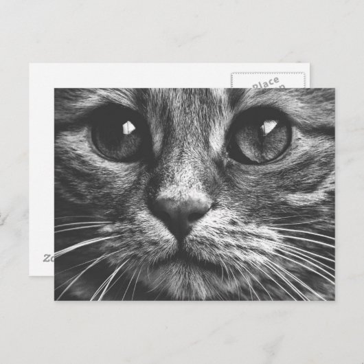 猫顔アイズ白黒かわいい写真 ポストカード (正面/裏面)