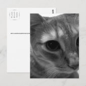 猫顔クローズアップはがき ポストカード (正面/裏面)
