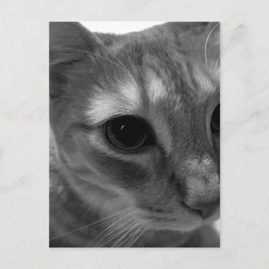 猫顔クローズアップはがき ポストカード (正面)