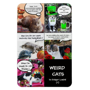 猫風変わりの話 マグネット