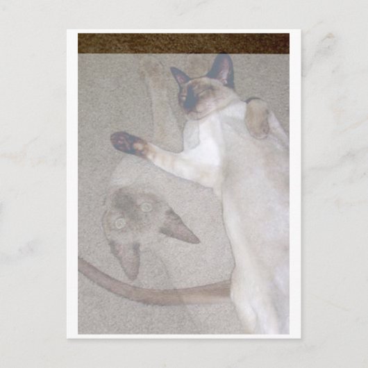 猫飛んでいる ポストカード (正面)