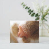 猫鼻 ポストカード (スタンド正面)