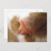 猫鼻 ポストカード (正面/裏面)