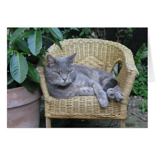 猫 (正面横)