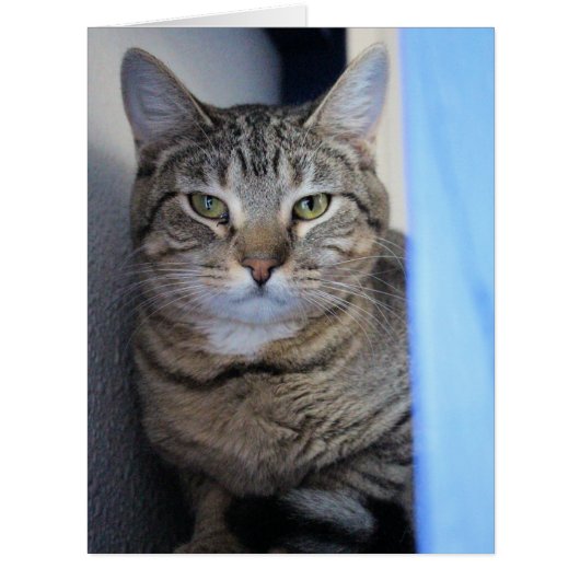 猫 (正面)