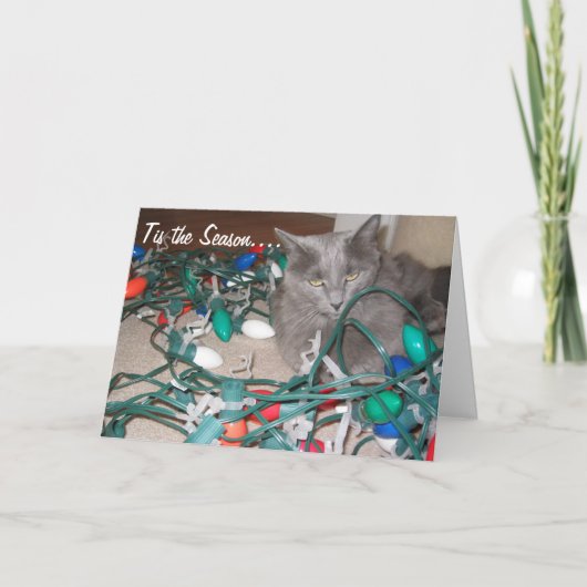 猫034、もつれた光! シーズンカード (正面)