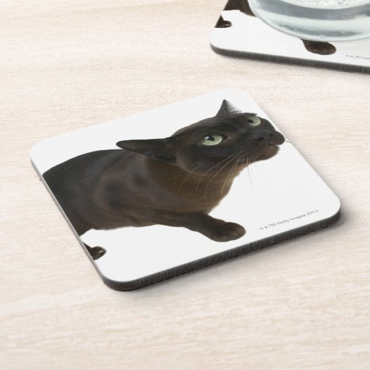 猫2のクローズアップ コースター (左側)