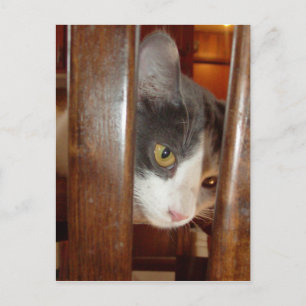 猫27 ポストカード