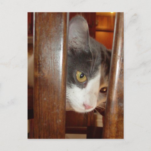 猫27 ポストカード (正面)