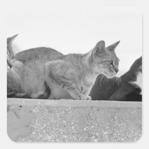 猫3匹 スクエアシール