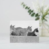 猫3匹 ポストカード (スタンド正面)