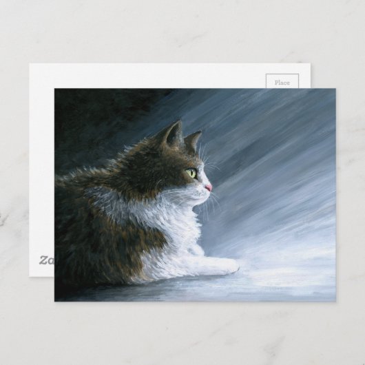 猫594 ポストカード (正面/裏面)