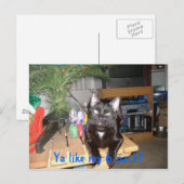 猫6パック ポストカード (正面/裏面)