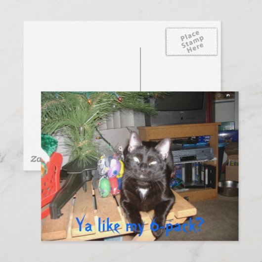 猫6パック ポストカード (正面/裏面)