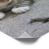 猫，かわいい，ペット，グレー，毛皮，国内，ネコ，あなた ポスター (角)