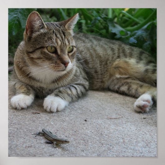 猫，かわいい，ペット，グレー，毛皮，国内，ネコ，あなた ポスター (正面)