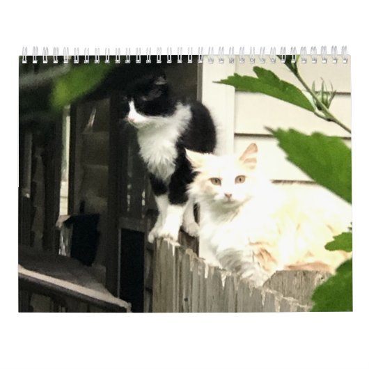 猫 カレンダー (裏面)