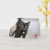 猫 カード (黄色い花)