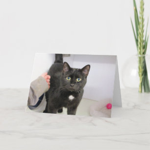 猫 カード