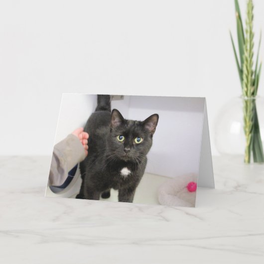 猫 カード (正面)