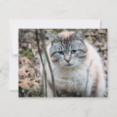 猫 カード (正面)