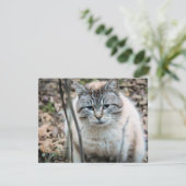 猫 カード (スタンド正面)