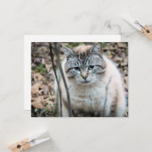 猫 カード (正面/裏面インサイチュ)