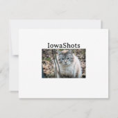 猫 カード (裏面)