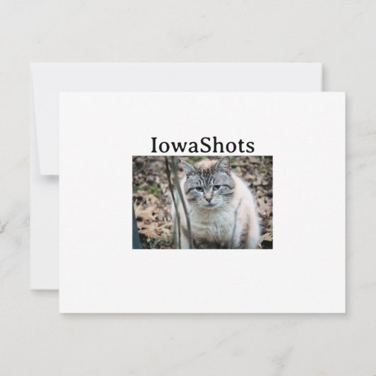 猫 カード (裏面)