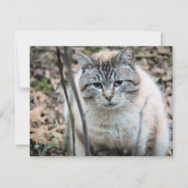 猫 カード