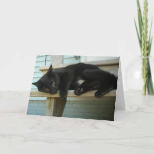 猫 カード