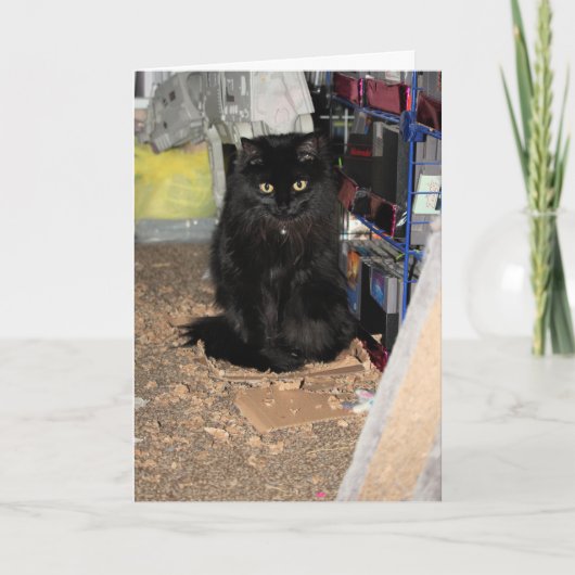 猫 カード (正面)